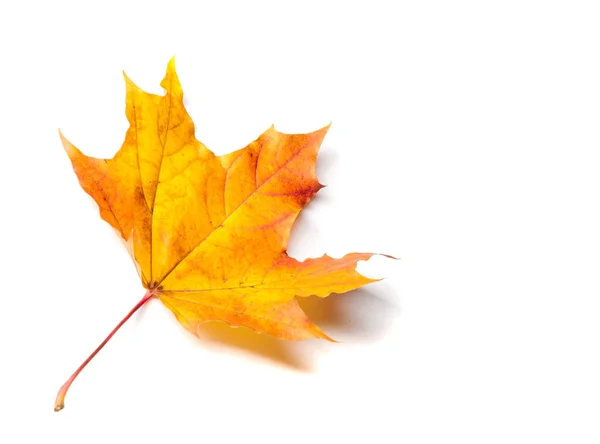 Textuur, achtergrond, patroon. Autumnal esdoorn blad, heldere kleuren, — Stockfoto