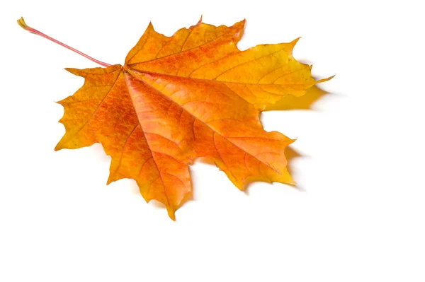 秋の食感。カラフルなカエデの葉。現象は一般的です — ストック写真