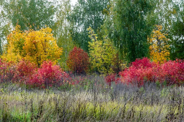 Природные пейзажи. Осенний пейзаж. Поздняя осень в пригороде — стоковое фото