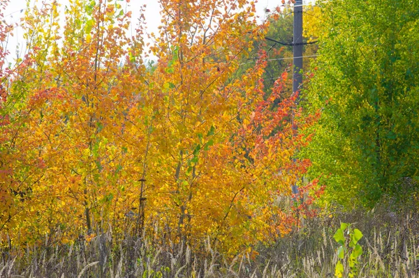 Paisajes naturales. Paisaje de otoño. Finales de otoño en los suburbios —  Fotos de Stock