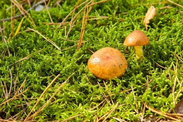O ambiente natural dos cogumelos na floresta. um gro fúngico — Fotografia de Stock