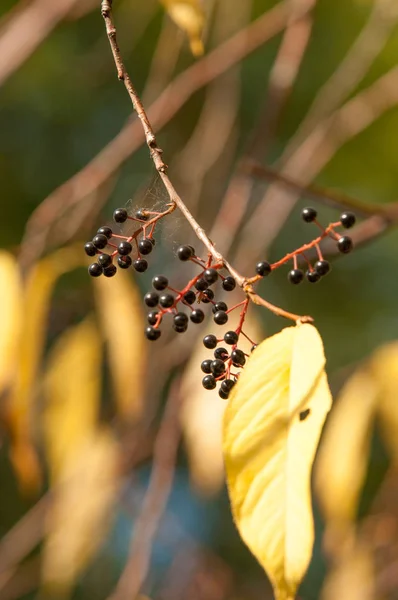 Textura pozadí, vzor. ptačí třešně ovoce na podzim — Stock fotografie