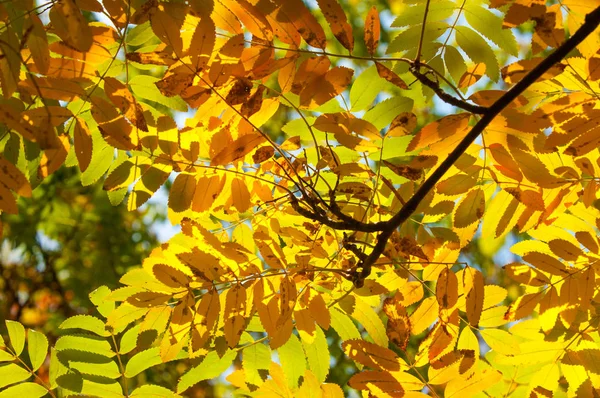 Rowan lumineux aux couleurs vives, feuilles brillantes. papier peint de bureau . — Photo
