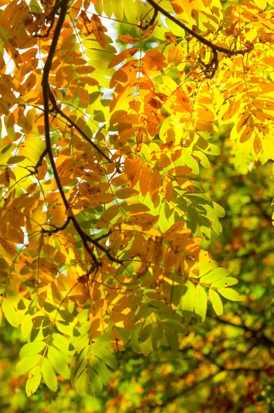 Rowan bright brightly colored, bright leaves. desktop wallpaper. — Stock Photo, Image