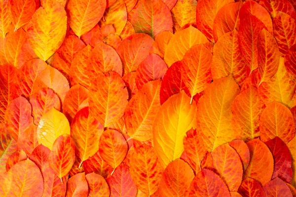 纹理，背景，图案。 红叶。 秋天的色彩。 背包g — 图库照片