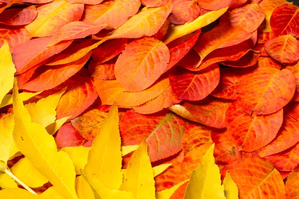 Textura, fondo, patrón. Hojas rojas. Colorear otoño. Respaldo — Foto de Stock