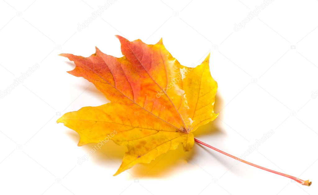 Texture, background, pattern. Autumnal maple leaf, clear colors,