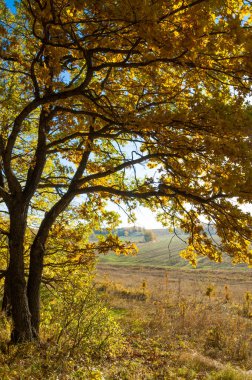 Sonbahar manzarası, huş ağaçları, akçaağaç ağaçları sonbaharda boyandı.
