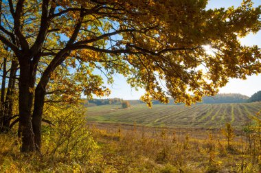 Sonbahar manzarası, huş ağaçları, akçaağaç ağaçları sonbaharda boyandı.