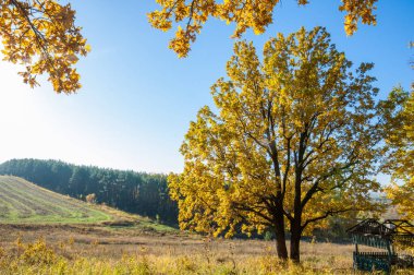 Sonbahar manzarası, huş ağaçları, akçaağaç ağaçları sonbaharda boyandı.