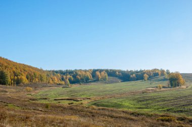 Sonbahar manzarası, huş ağaçları, akçaağaç ağaçları sonbaharda boyandı.
