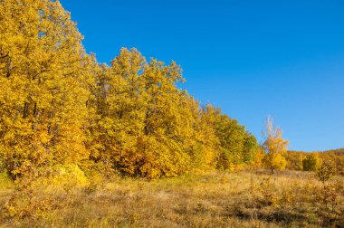 Sonbahar manzarası, huş ağaçları, akçaağaç ağaçları sonbaharda boyandı.