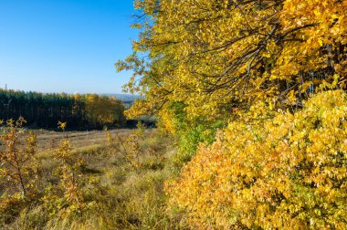 Sonbahar manzarası, huş ağaçları, akçaağaç ağaçları sonbaharda boyandı.