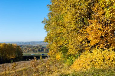Sonbahar manzarası, huş ağaçları, akçaağaç ağaçları sonbaharda boyandı.
