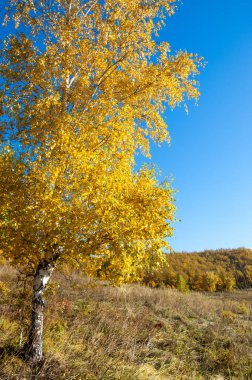 Sonbahar manzarası, huş ağaçları, akçaağaç ağaçları sonbaharda boyandı.
