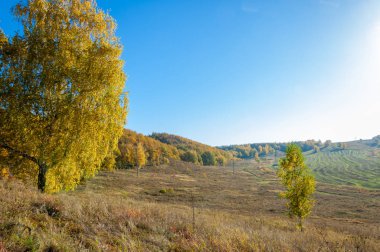 Sonbahar manzarası, huş ağaçları, akçaağaç ağaçları sonbaharda boyandı.