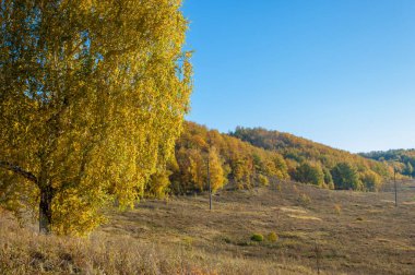 Sonbahar manzarası, huş ağaçları, akçaağaç ağaçları sonbaharda boyandı.