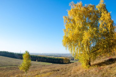 Sonbahar manzarası, huş ağaçları, akçaağaç ağaçları sonbaharda boyandı.