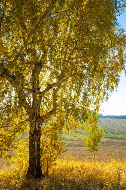 Sonbahar manzarası, huş ağaçları, akçaağaç ağaçları sonbaharda boyandı.
