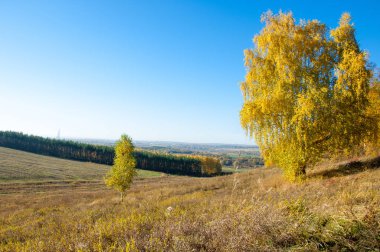 Sonbahar manzarası, huş ağaçları, akçaağaç ağaçları sonbaharda boyandı.