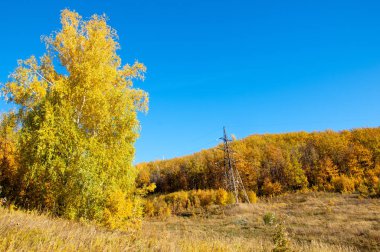 Sonbahar manzarası, huş ağaçları, akçaağaç ağaçları sonbaharda boyandı.