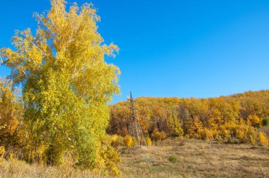 Sonbahar manzarası, huş ağaçları, akçaağaç ağaçları sonbaharda boyandı.