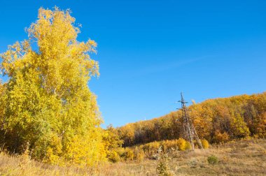 Sonbahar manzarası, huş ağaçları, akçaağaç ağaçları sonbaharda boyandı.