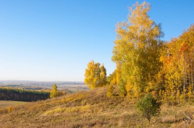 Sonbahar manzarası, huş ağaçları, akçaağaç ağaçları sonbaharda boyandı.