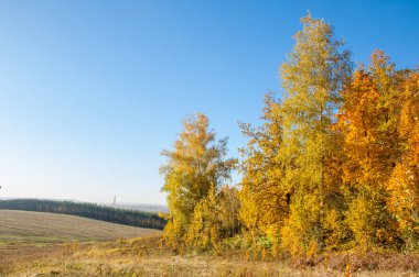 Sonbahar manzarası, huş ağaçları, akçaağaç ağaçları sonbaharda boyandı.