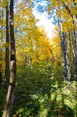Sonbahar manzarası, huş ağaçları, akçaağaç ağaçları sonbaharda boyandı.