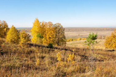 Sonbahar manzarası, huş ağaçları, akçaağaç ağaçları sonbaharda boyandı.