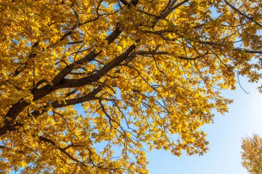 Sonbahar manzarası, huş ağaçları, akçaağaç ağaçları sonbaharda boyandı.