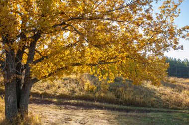 Sonbahar manzarası, huş ağaçları, akçaağaç ağaçları sonbaharda boyandı.