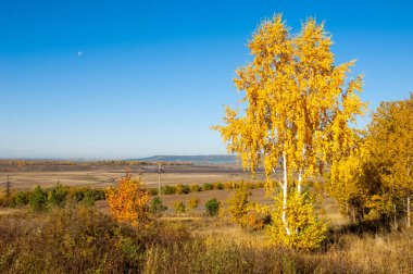 Sonbahar manzarası, huş ağaçları, akçaağaç ağaçları sonbaharda boyandı.