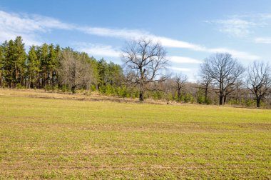 Bahar manzara, buğday Genç sürgünler, yeşil yapraklar, mavi gökyüzü ile az bulutlu beklentisi meşe ağaçları