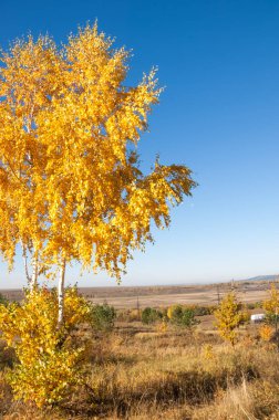 Sonbahar manzarası, huş ağaçları, akçaağaç ağaçları sonbaharda boyandı.