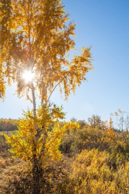 Sonbahar manzarası, huş ağaçları, akçaağaç ağaçları sonbaharda boyandı.