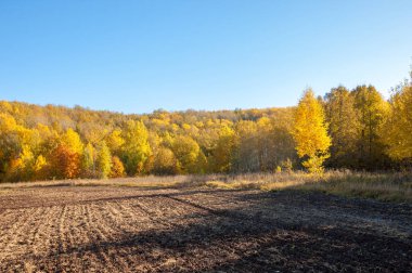 Sonbahar manzarası. Bir sonbaharın arka planında tarla sürme