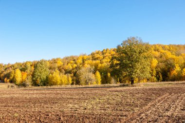 Sonbahar manzarası. Bir sonbaharın arka planında tarla sürme