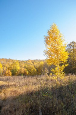 Sonbahar manzarası. Bir sonbaharın arka planında tarla sürme