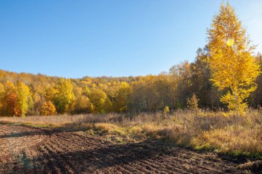 Sonbahar manzarası. Bir sonbaharın arka planında tarla sürme