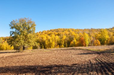 Sonbahar manzarası. Bir sonbaharın arka planında tarla sürme