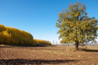 Sonbahar manzarası. Bir sonbaharın arka planında tarla sürme