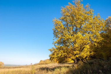 Sonbahar manzarası, huş ağaçları, akçaağaç ağaçları sonbaharda boyandı.