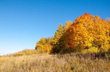 Sonbahar manzarası, huş ağaçları, akçaağaç ağaçları sonbaharda boyandı.