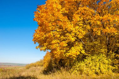 Sonbahar manzarası, huş ağaçları, akçaağaç ağaçları sonbaharda boyandı.