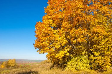 Sonbahar manzarası, huş ağaçları, akçaağaç ağaçları sonbaharda boyandı.