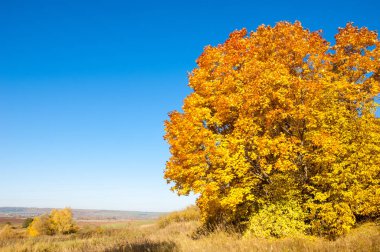 Sonbahar manzarası, huş ağaçları, akçaağaç ağaçları sonbaharda boyandı.