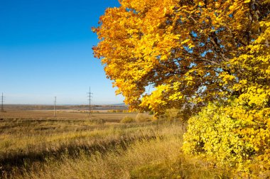 Sonbahar manzarası, huş ağaçları, akçaağaç ağaçları sonbaharda boyandı.