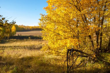 Sonbahar manzarası, huş ağaçları, akçaağaç ağaçları sonbaharda boyandı.